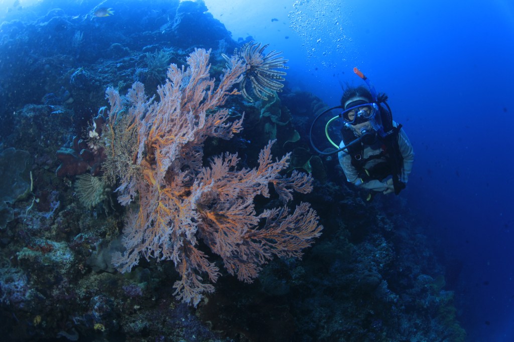 First Time Visit Manado: Dive Lesson Experience